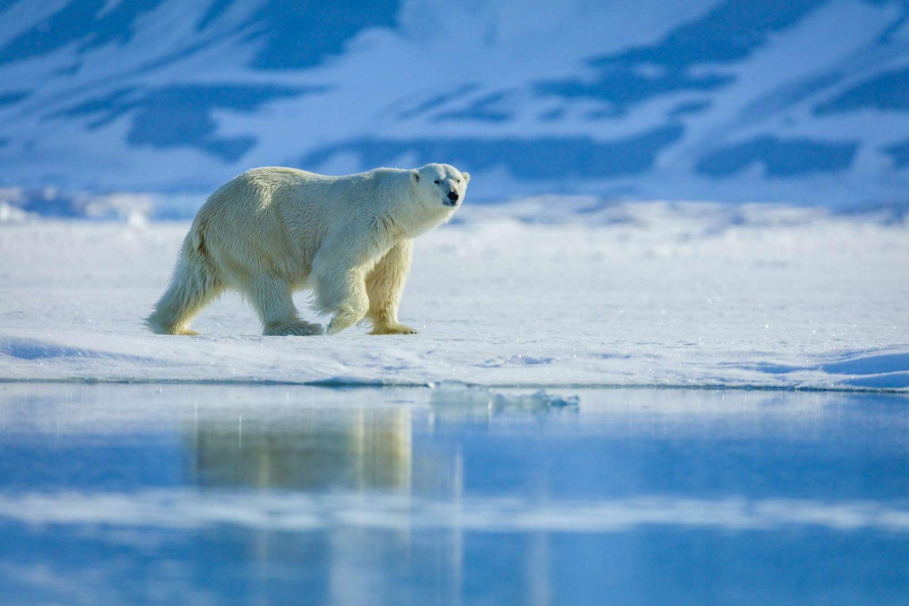 Arctic 2024 Holidays | Discover the World | Polar Travel Experts