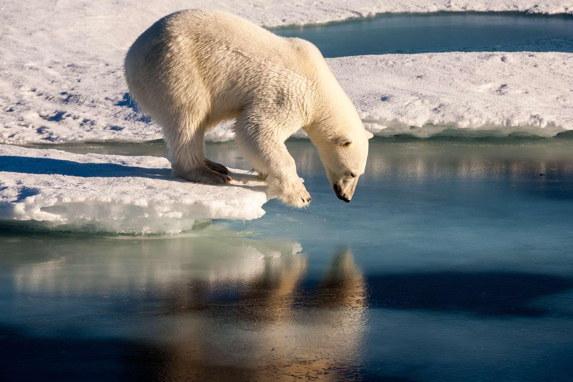 Best Time to Visit The Arctic | Travel Guide