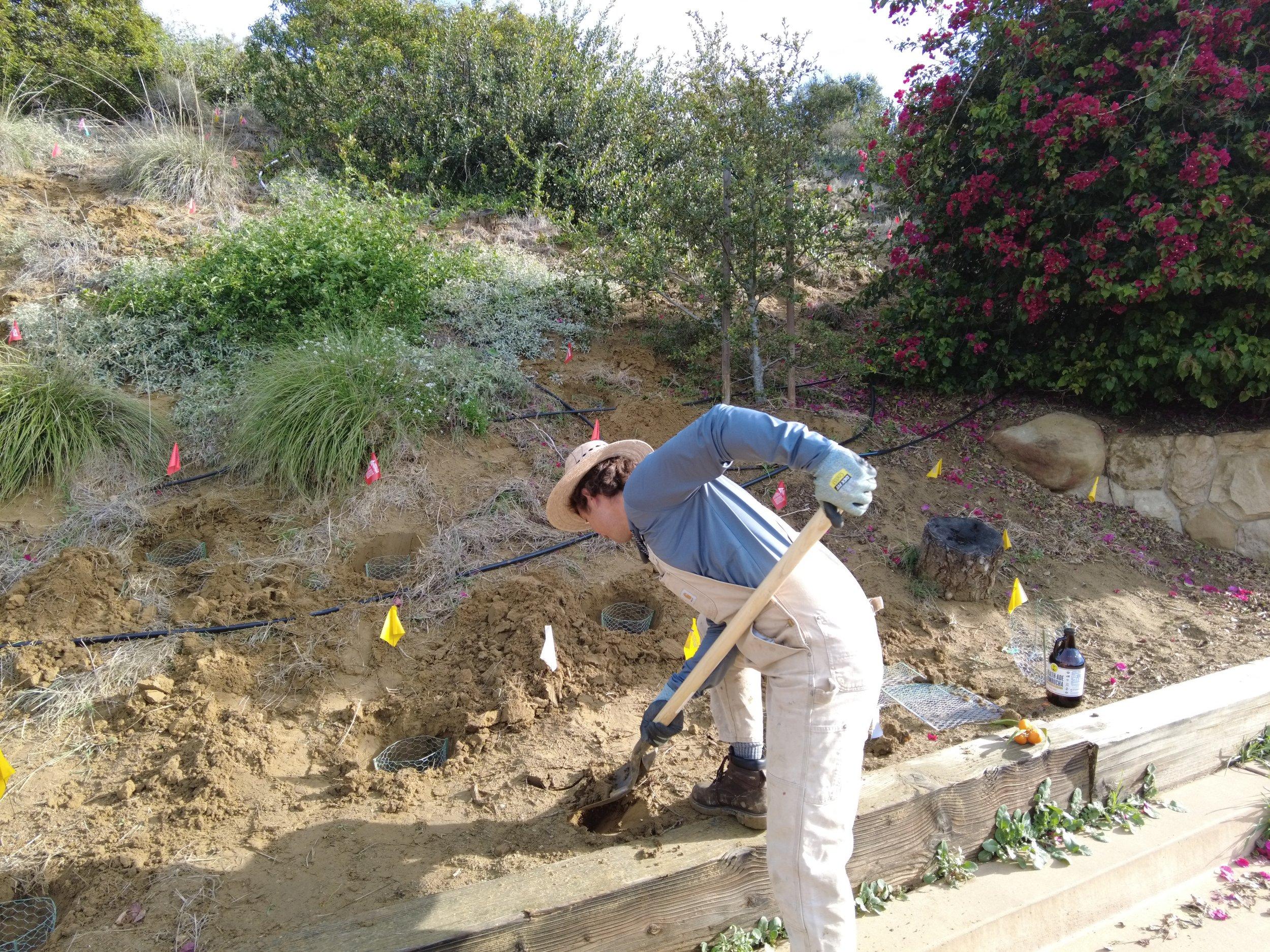 Elings Park Tour In Santa Barbara — Channel Islands Restoration