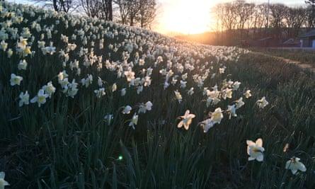 Spring flowers by the Dee.