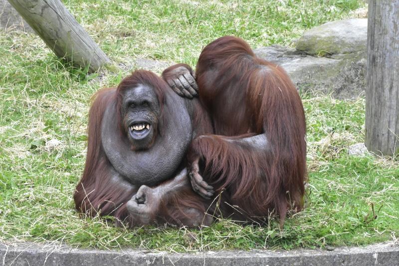 Blackpool Zoo